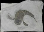 Eurypterus (Sea Scorpion) Fossil - New York #39060-1